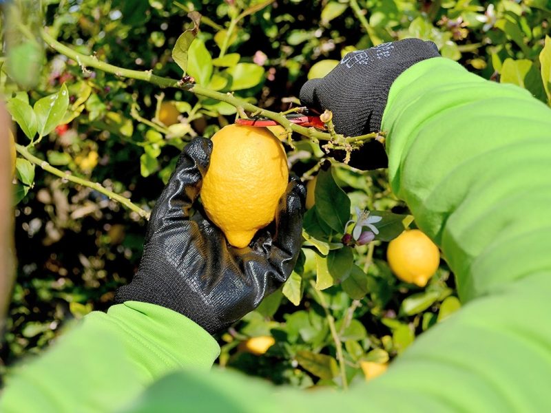 citricos.jpg