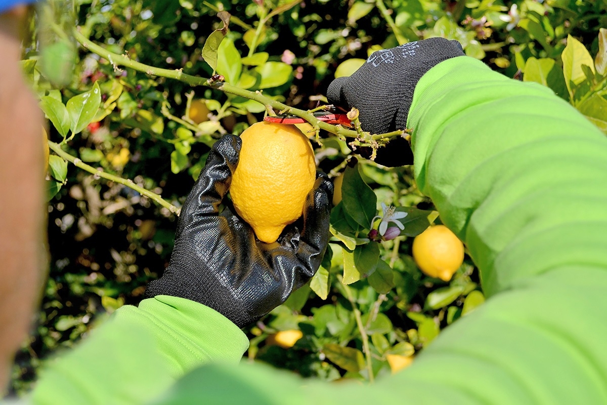 citricos.jpg