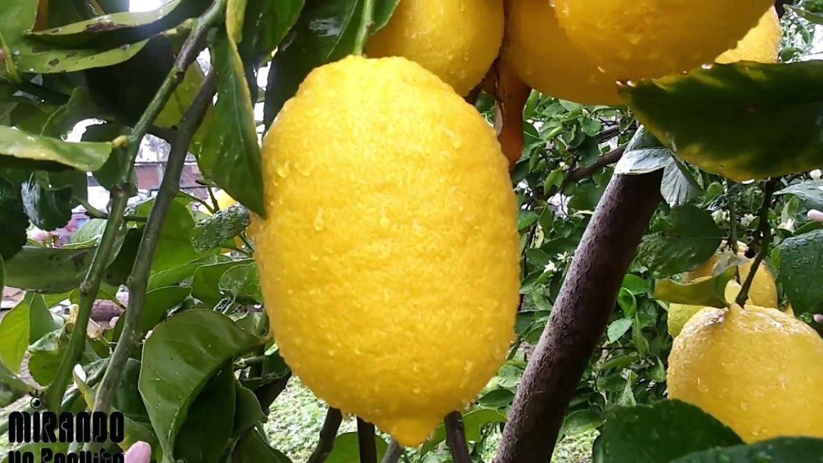 limones.jpg