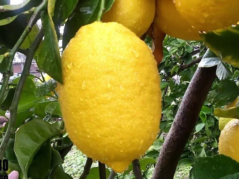 limones.jpg