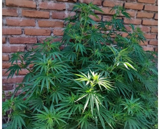 marihuana2.JPG