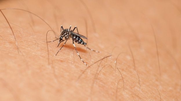 160113233325_zika_mosquito_624x351_thinkstock_nocredit.jpg
