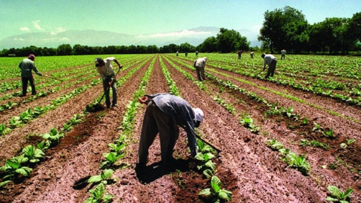 trabajadores rurales.jpg
