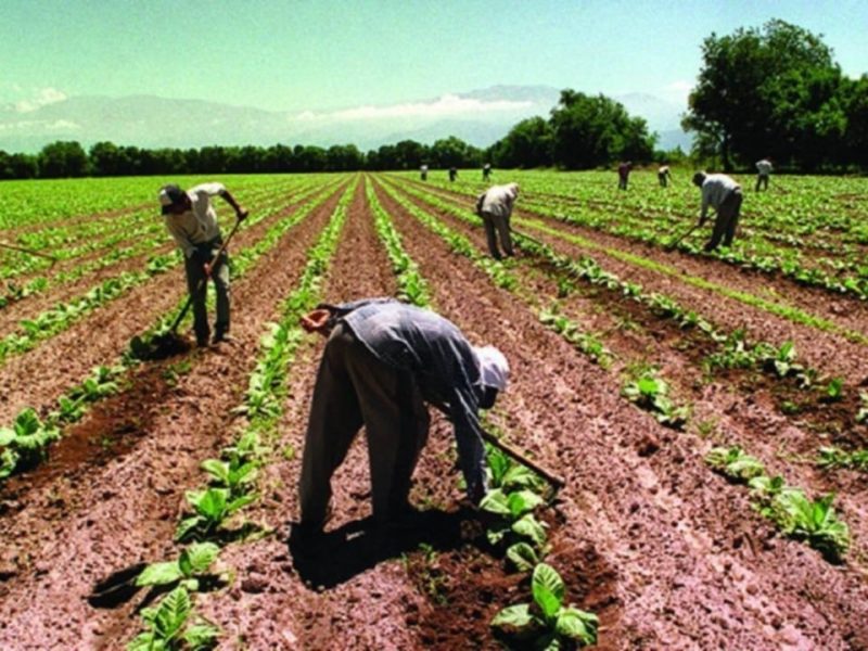 trabajadores rurales.jpg