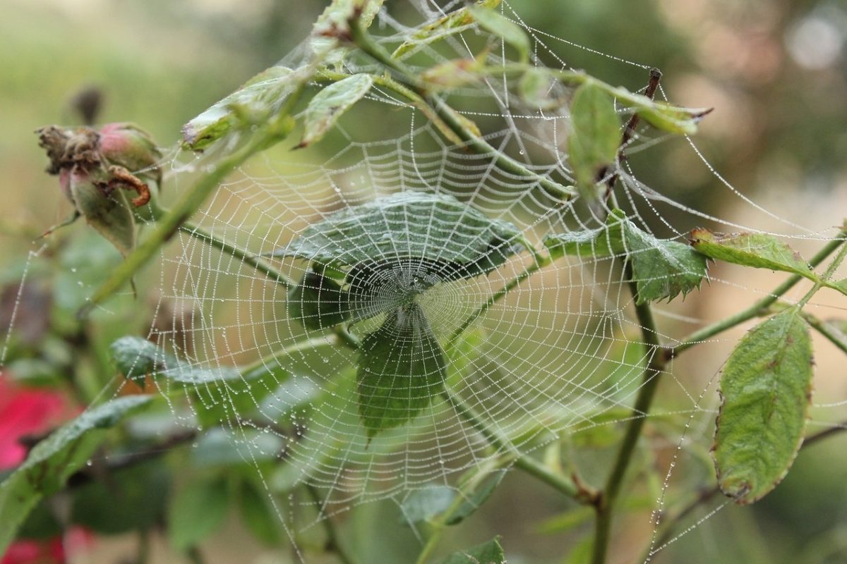 araña de jardin.jpg