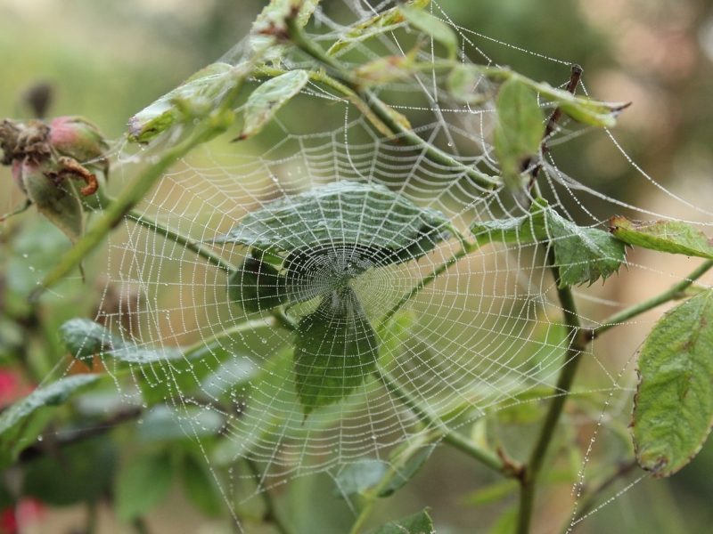 araña de jardin.jpg