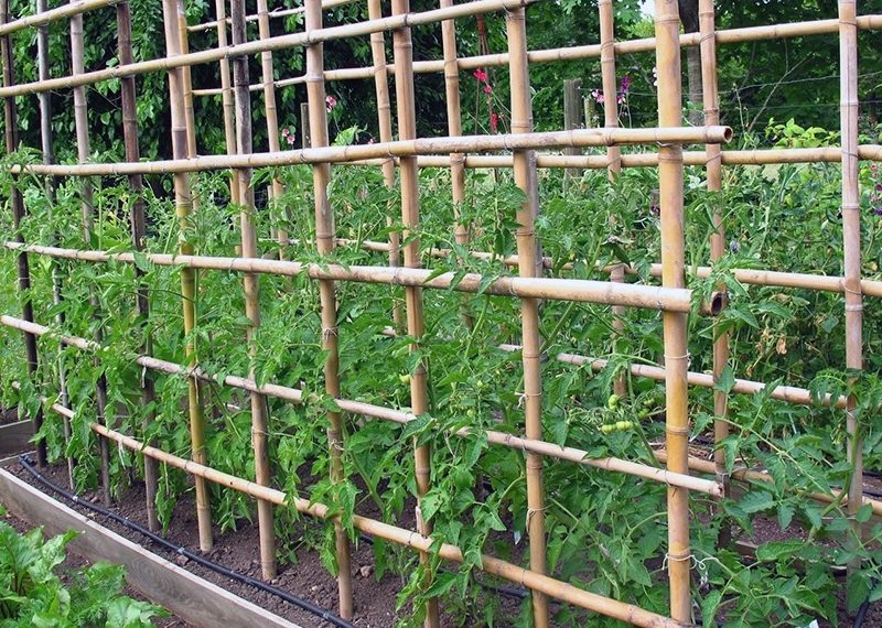 tomate.jpg