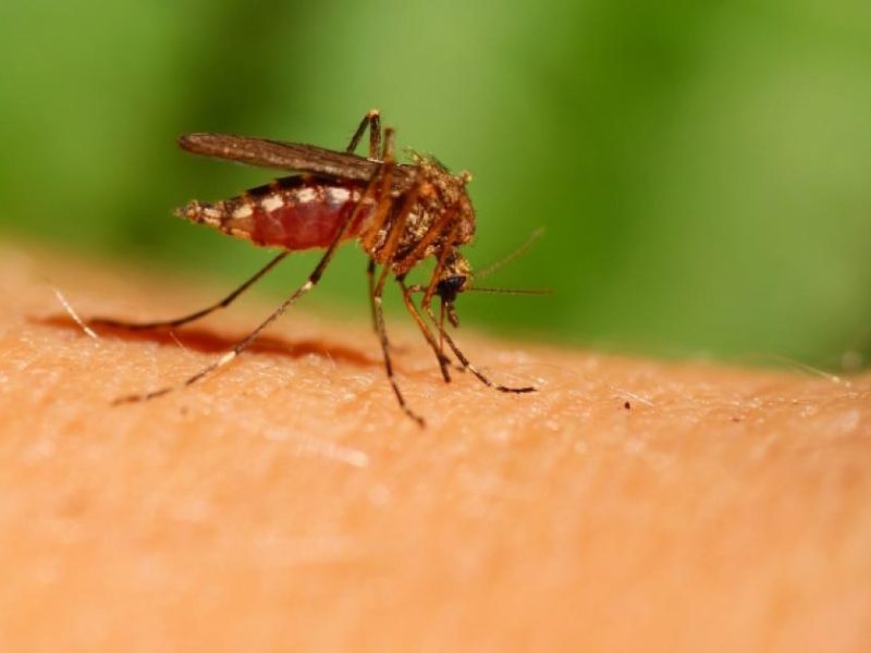 mosquito.jpg