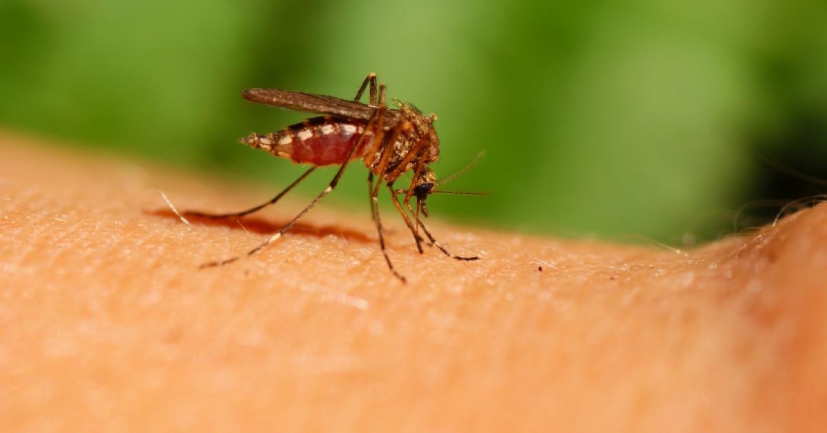 mosquito.jpg