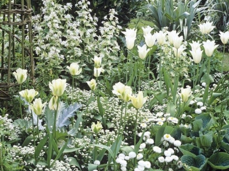 jardin.jpg