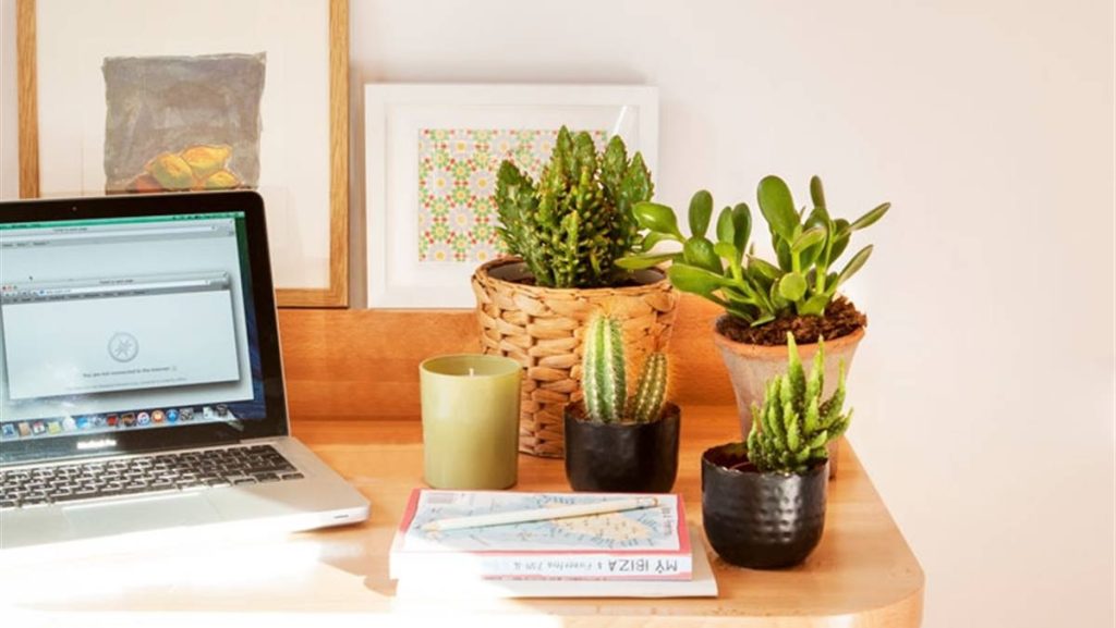 plantas.jpg