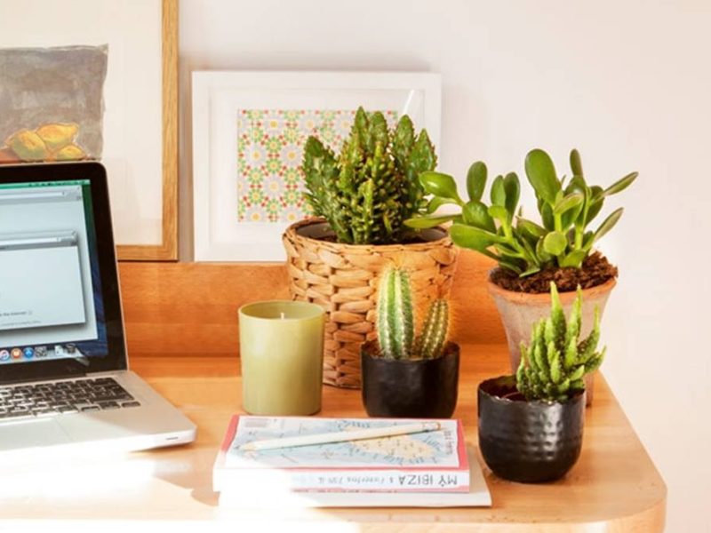 plantas.jpg