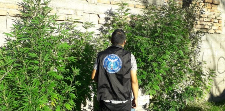 marihuana.jpg