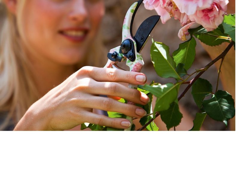 cortando flores.jpg