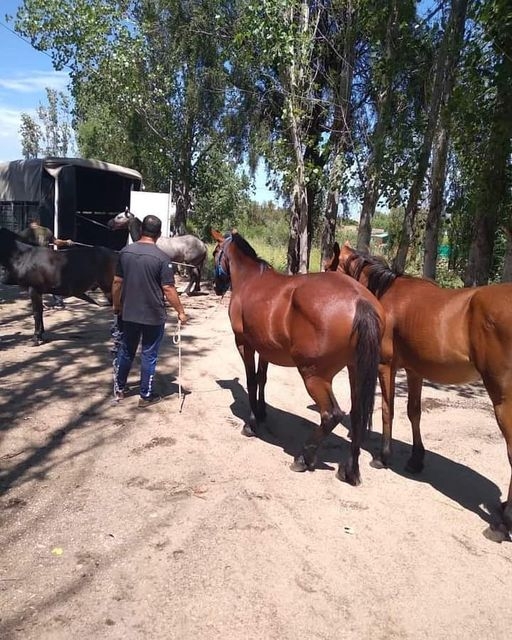 caballos ok.jpg