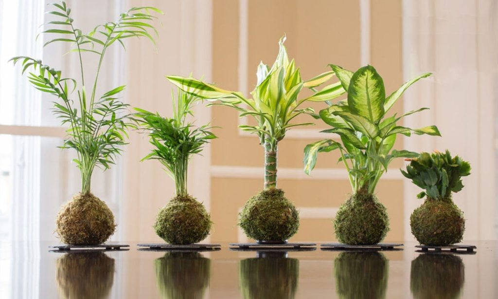 kokedama.jpg