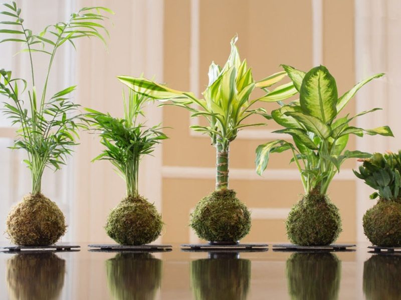 kokedama.jpg