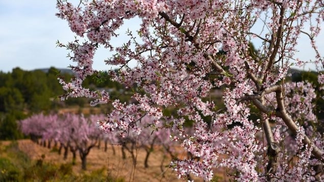 almendro.jpg