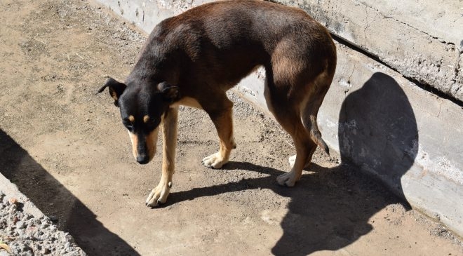maltrato-animal-10-660x365.jpg