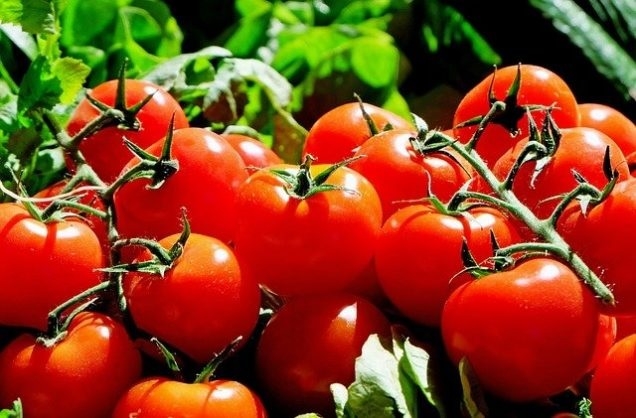 tomates frio.jpg