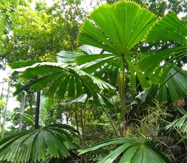palmeras.jpg