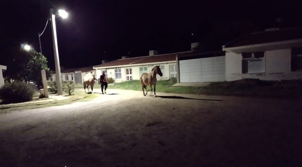 caballos-en-lujan.jpg