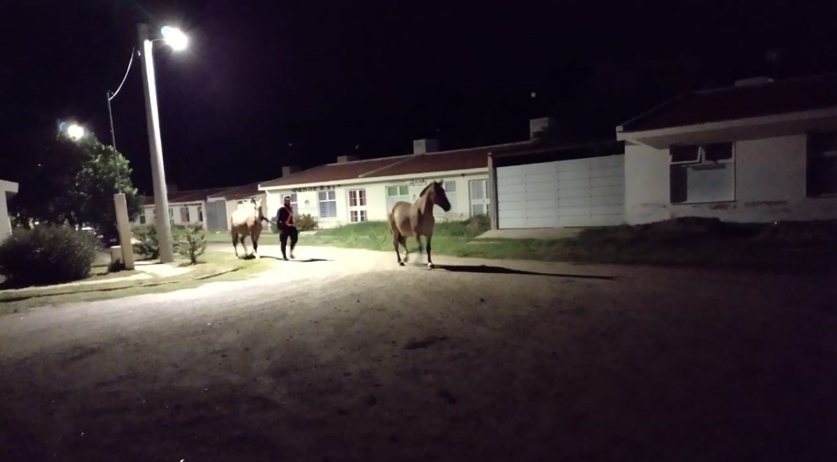caballos-en-lujan.jpg