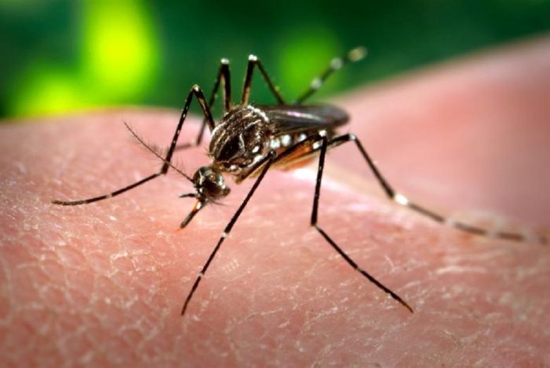 Mosquito-dengue.jpg