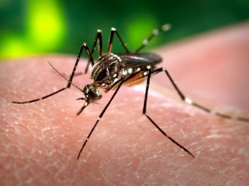 Mosquito-dengue.jpg