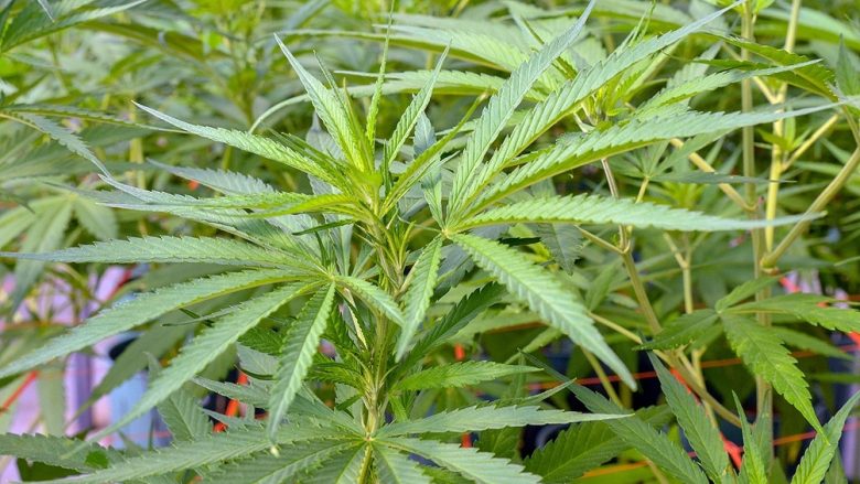 cannabis.jpg