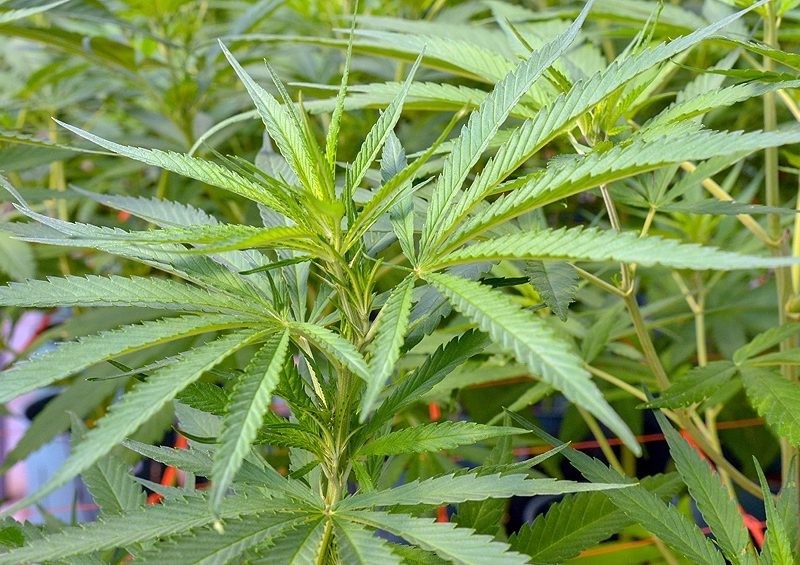 cannabis.jpg