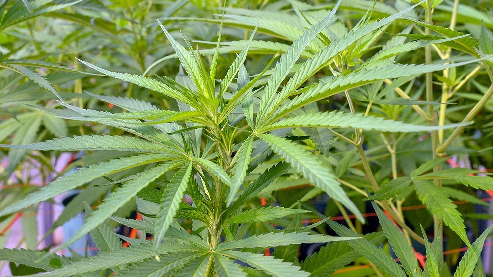 cannabis.jpg