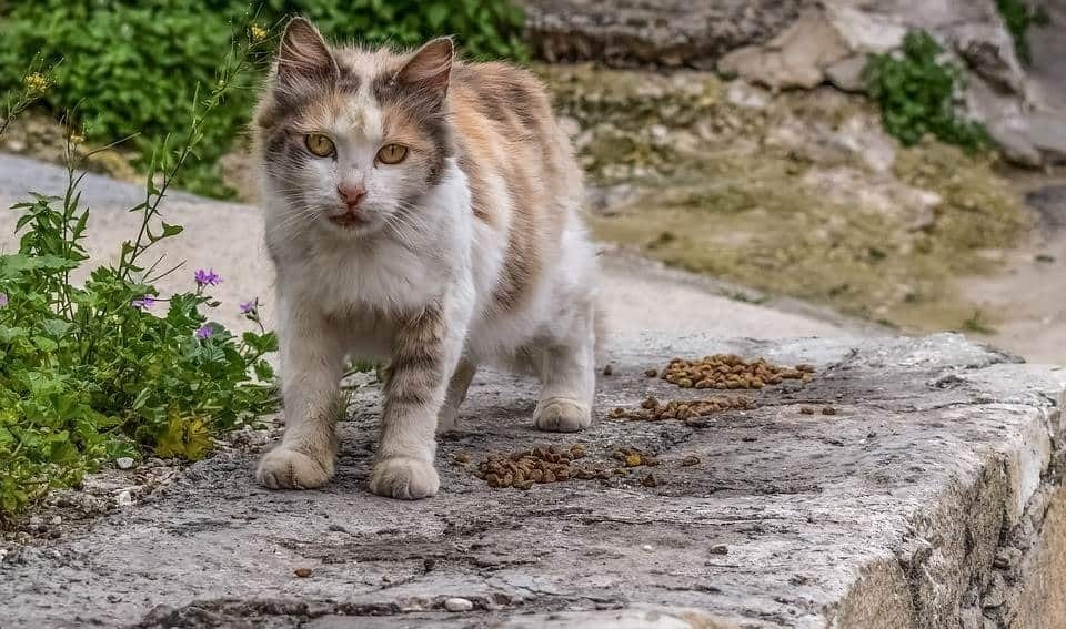 gatocallejerocasa.jpg