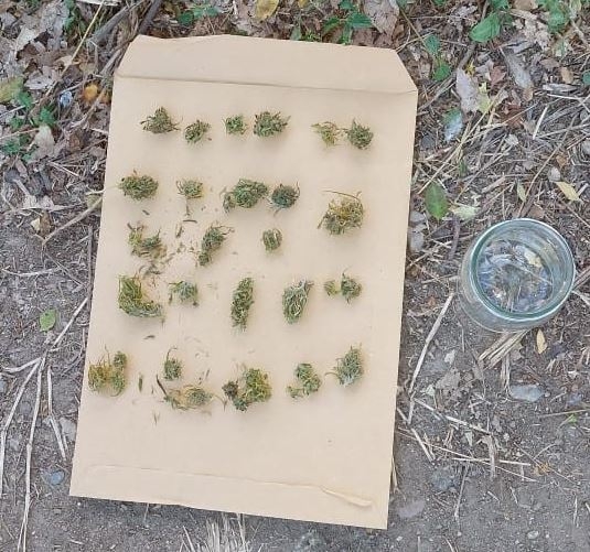 marihuana.JPG