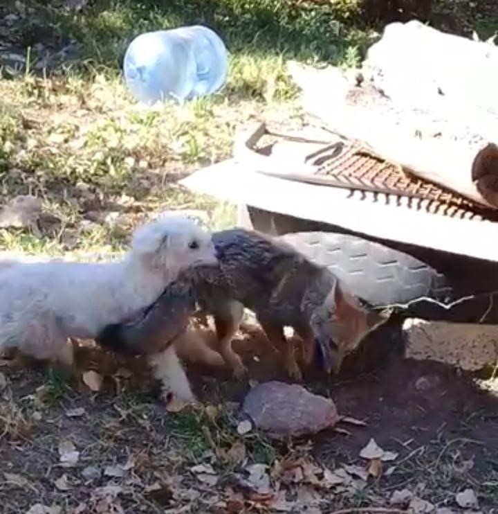 ataque-zorrito.jpg