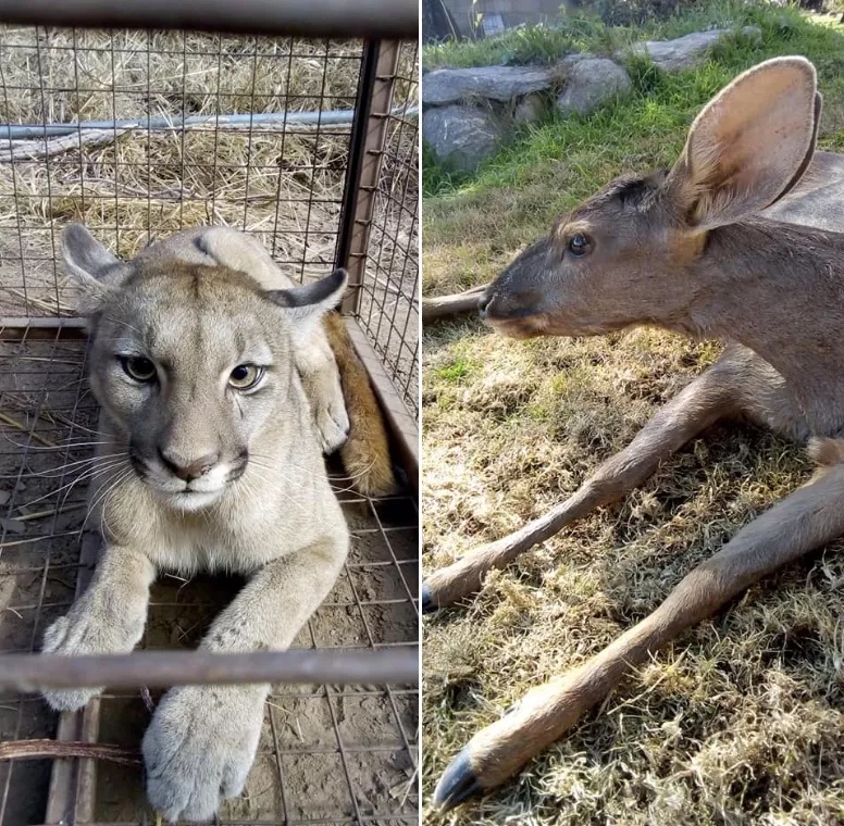 puma.jpg