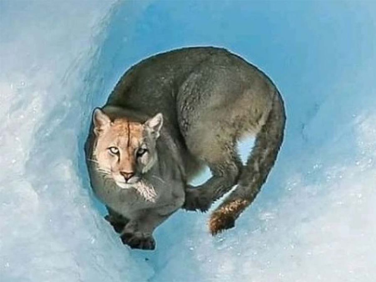 puma-icebergjpg.jpg