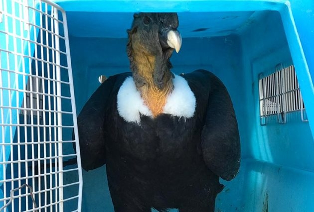 Imagen-principal-condor-630x426.jpg
