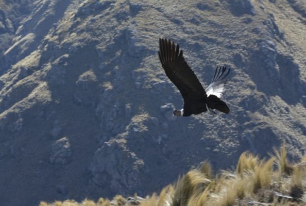 Foto-secundaria-condor-andino-630x426.jpg