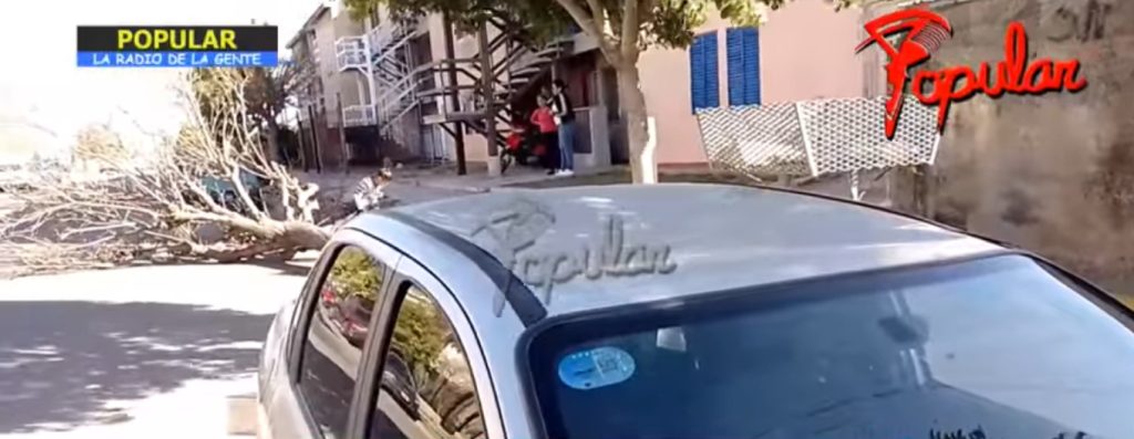 ÁRBOLCAÍDO.JPG