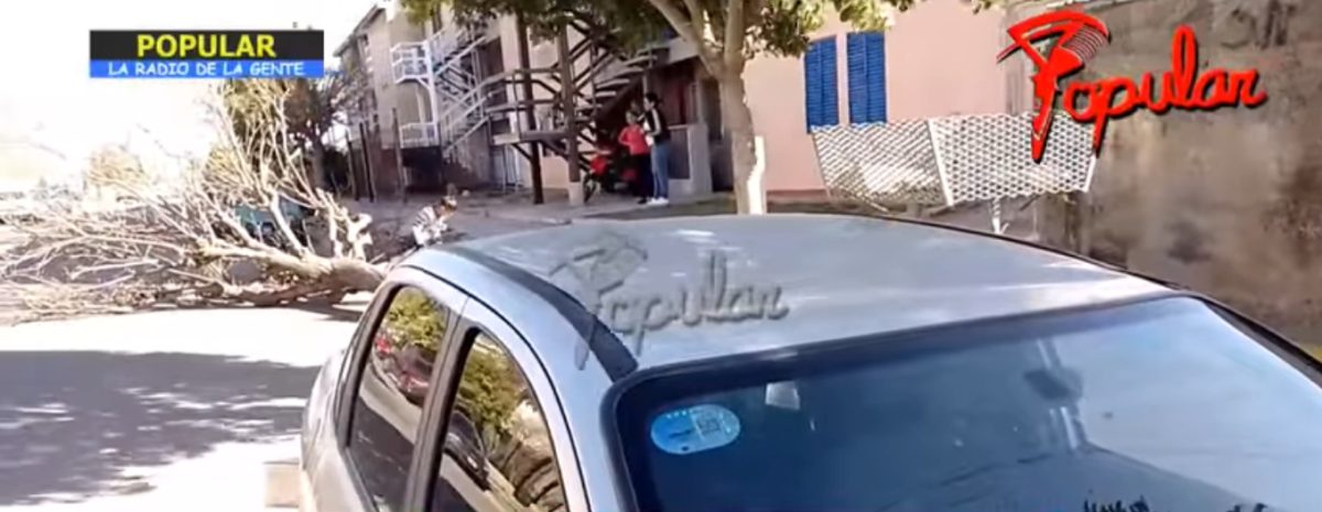 ÁRBOLCAÍDO.JPG