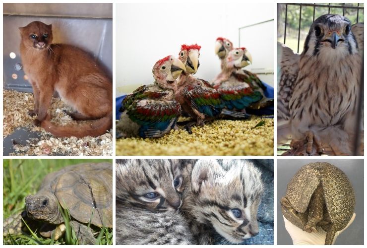 Animales-recuperados-2021.jpg