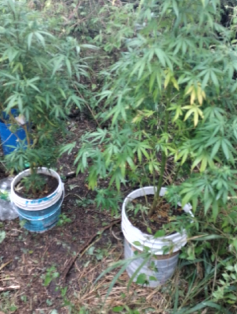 Marihuana.jpg