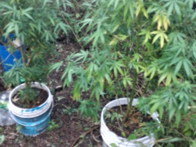 Marihuana.jpg