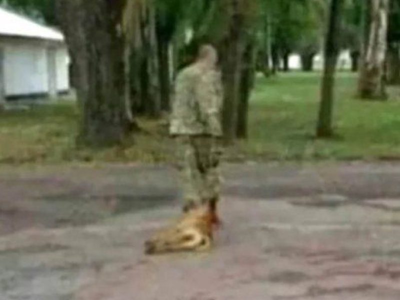maltrato-animal-olavarria.jpg