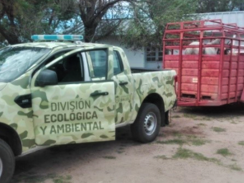 Animalessueltos.jpg