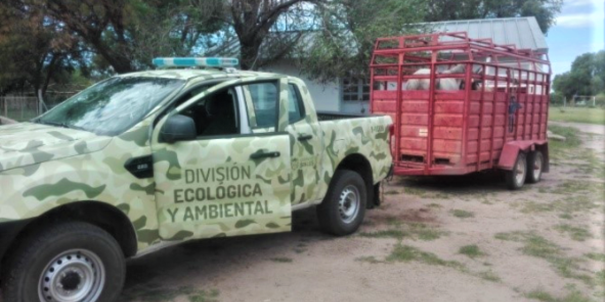 Animalessueltos.jpg