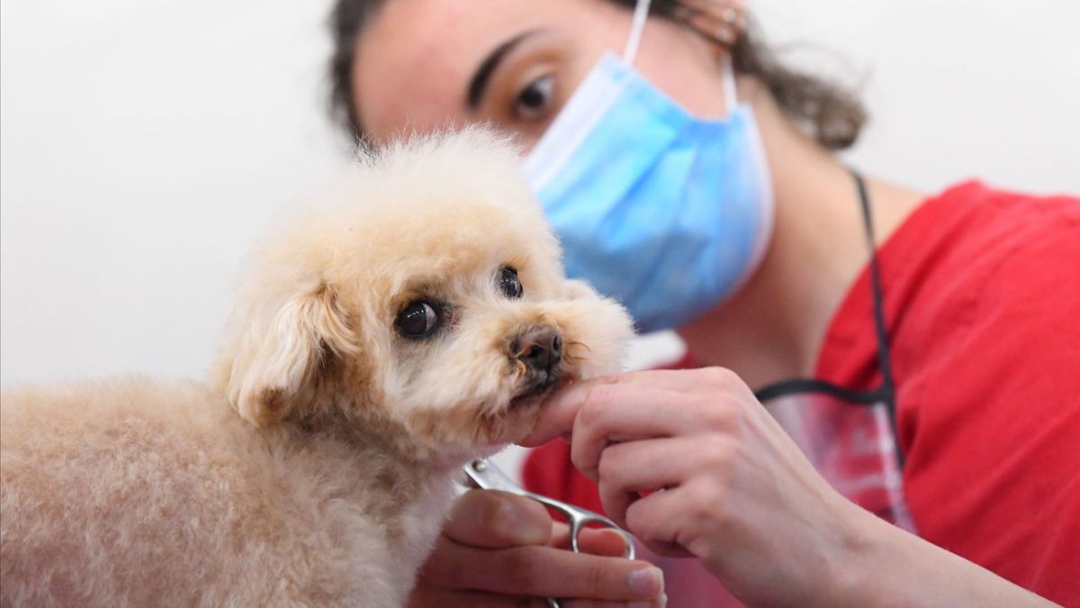 cuidadora-mascotas-mascarilla-protegerse-coronavirus_2344875600_20042568_1300x731.jpg