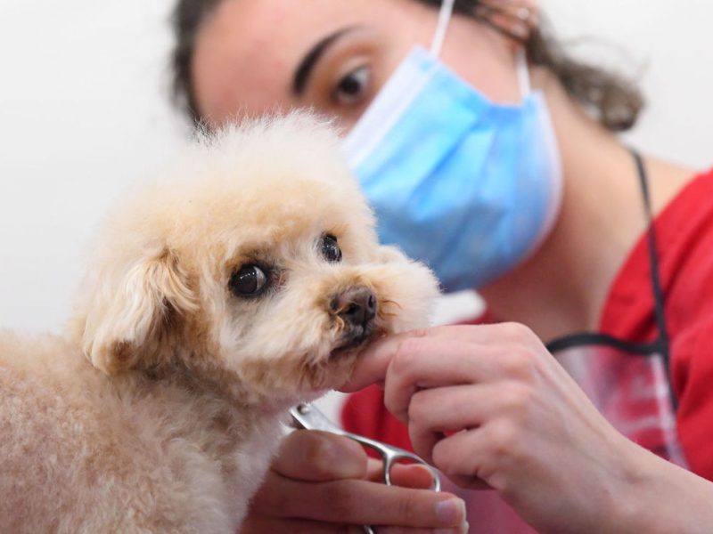 cuidadora-mascotas-mascarilla-protegerse-coronavirus_2344875600_20042568_1300x731.jpg