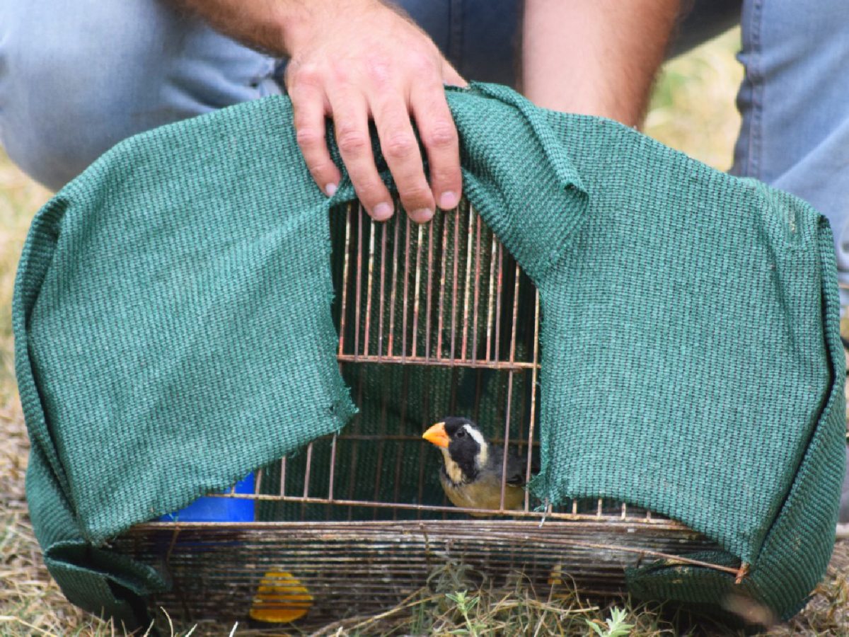 Adelanto-Dia-del-Animal.jpg